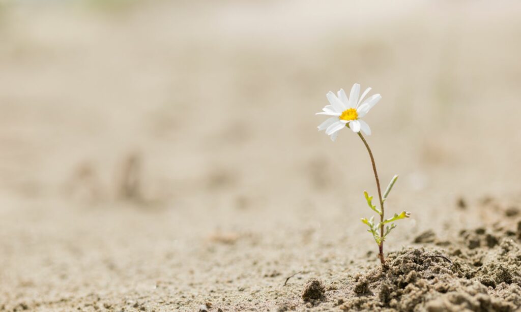 Resilienzkurs Titelbild mit Blume, die durch Sand bricht.